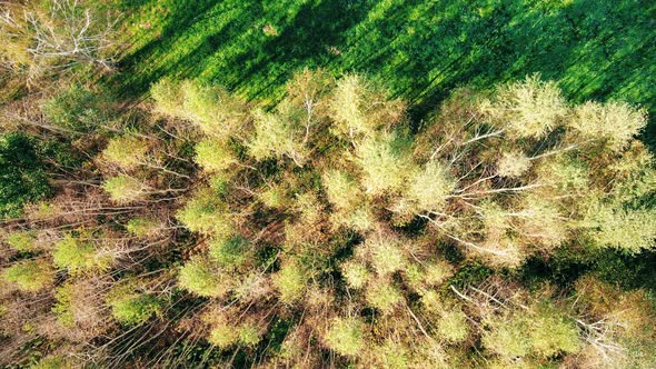 Aerial View Above Road in Forest in Fall. Aerial Top View Over Straight Road in Colorful Countryside