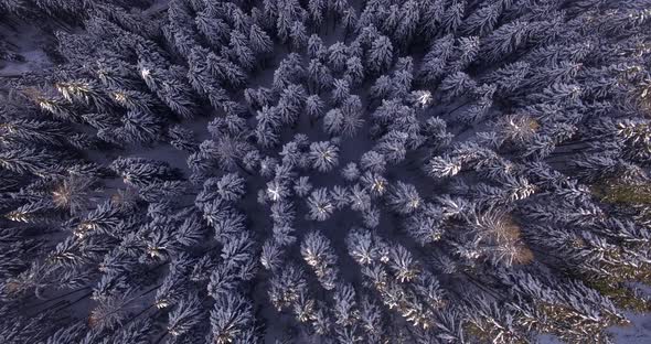 AERIAL: Forest with snow in Dolomites in Italy