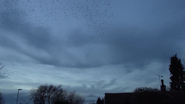 Elegant Starling Murmuration Above Village