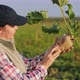 Woman in the Field Inspect Ripe Sugar Beet in Hand - VideoHive Item for Sale