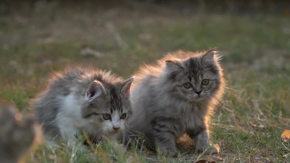 Cute Kittens Playing In The Garden