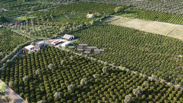 Field of Orchards with Ecosustainable Energy Solar Panels in the Countryside