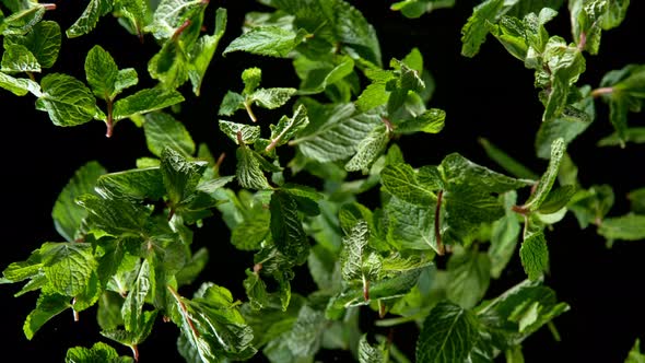 Super Slow Motion Shot of Flying Tasty Mint Leaves Isolated on Black Background at 1000 Fps