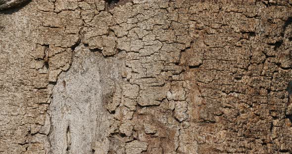 details of bark of fig tree. (Ficus carica)