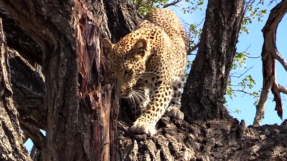 Leopard climbs downward on branches in tree in sunlight, close view