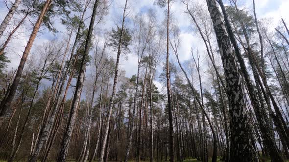 Birch Forest with Birches in the Afternoon