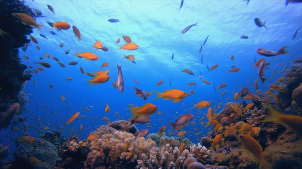 Underwater Sea Tropical Life