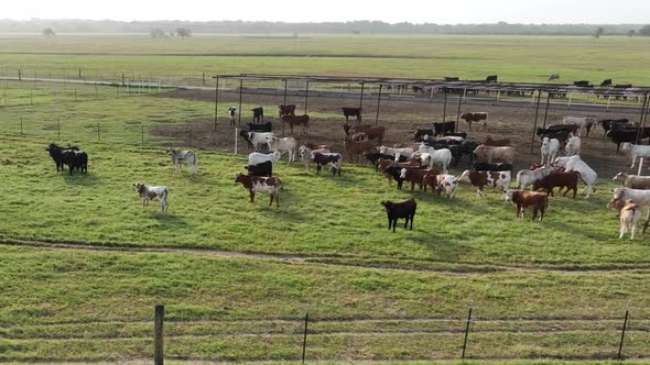 Cattle graze on green grassland. Bull breeds cow on ranch.