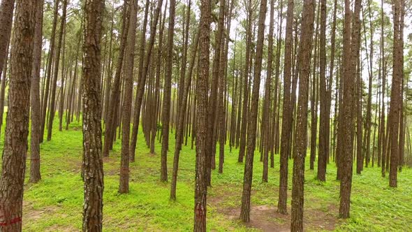 Pan through pine trees forest nature scenery.