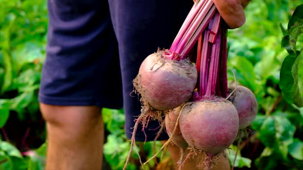 Harvest Beets in the Garden in the Hands of a Male Farmer