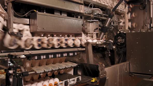 Machine drops 6 eggs gently into tray in food factory