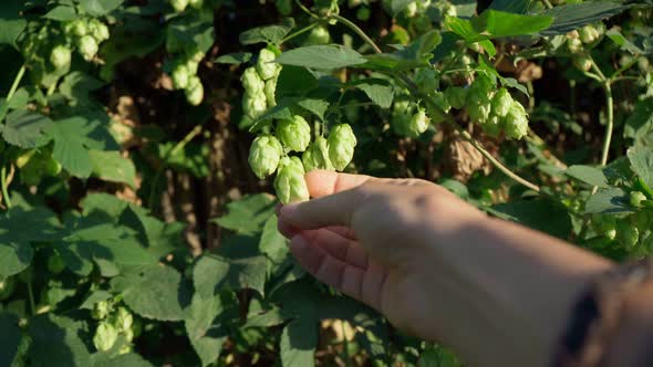 Raw Hop Flowers in Hand Used for High Quality Beer