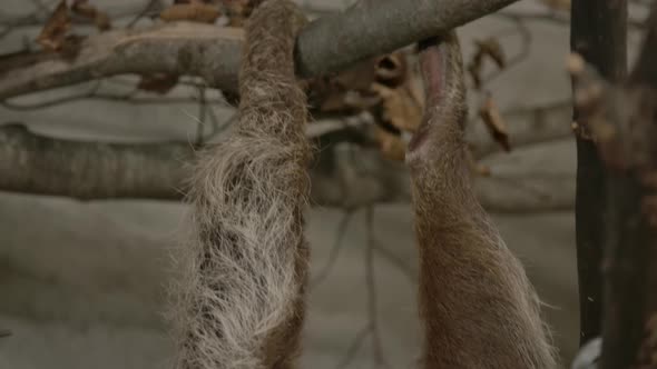 A two toed sloth hanging in a tree close to the camera slow motion