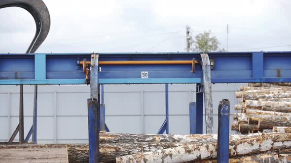 Automated Log Sorting Line. Wheel Loader and Automatic Sorting Logs Diameter at the Sawmill. Lumber