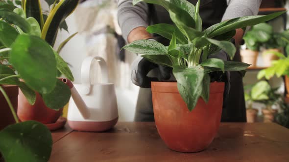 Man Planting Flowers in a Pot