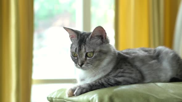 Close Up Of Grumpy Kitten Lying And Looking On Bed