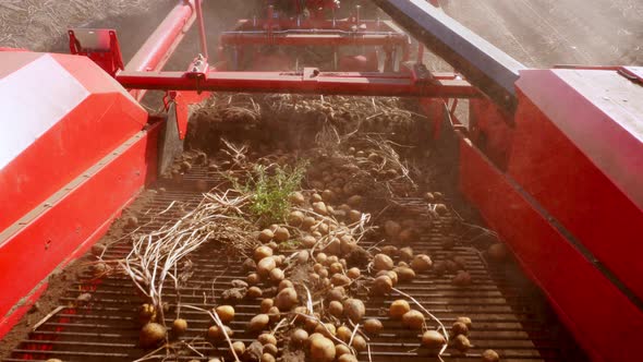 Early Autumn. Harvesting Potatoes on an Agricultural Field. a Special Machine, Tractor Digs Up