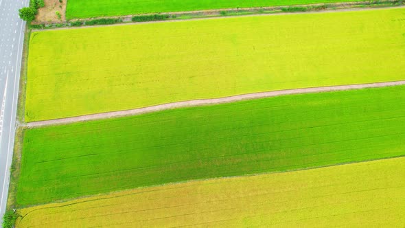 Drone flying over the beautiful green and yellow rice field scenery