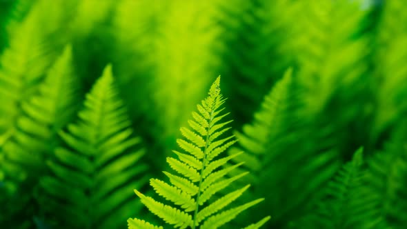 Seamless looping animation of green leaves of ferns moving on the wind.