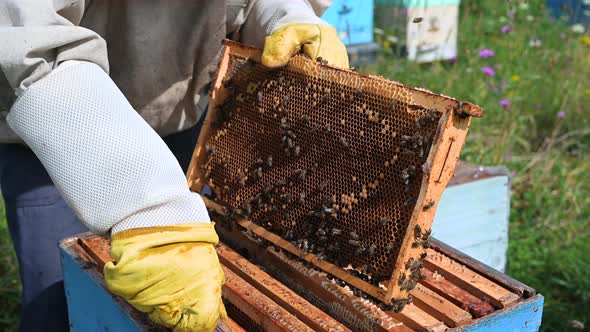 The Hands of the Beekeeper Are Carefully Inserted Honey Frame Into the Hive After Examination