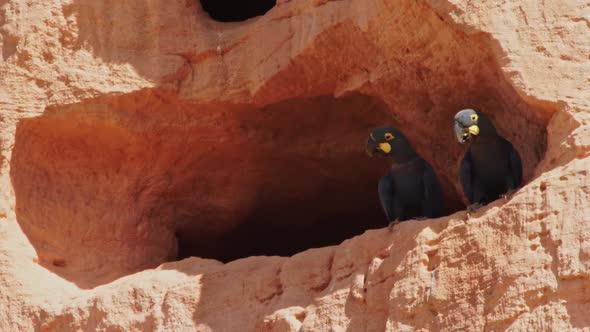 Rare lear's macaw couple on nest in sandstone cliff