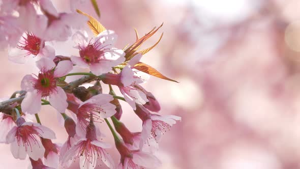 Cherry Blossoms Flowers