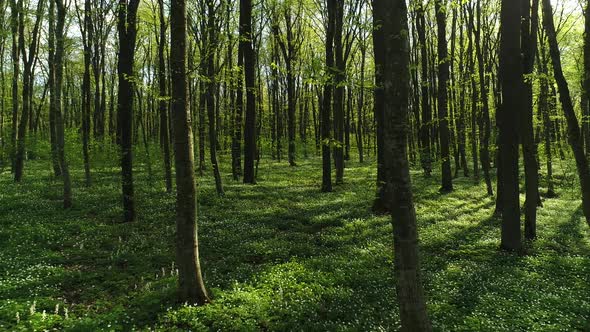 Spring Forest