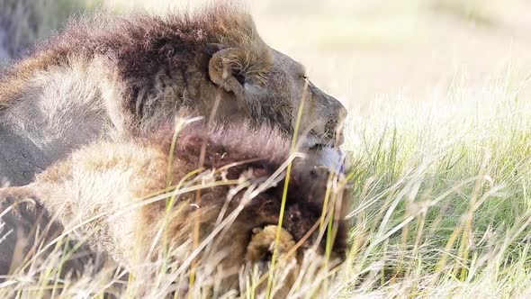 Two male African Lions groom themselves peacefully on African savanna