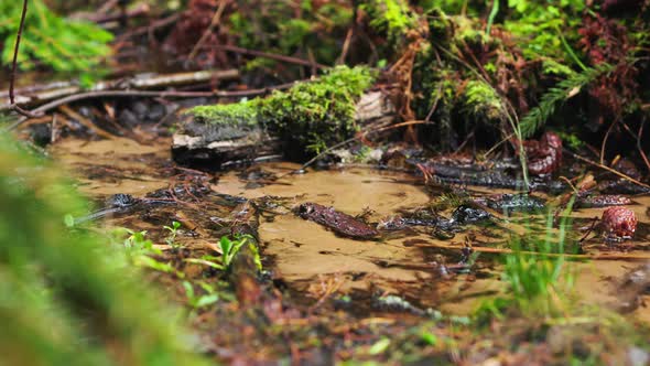 Water Fresh Stream in the Forest