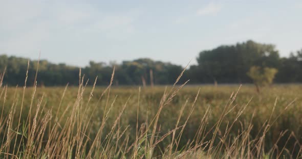 Morning Light in the Field of Tall Grass Cinematic Establishing Shot 4K