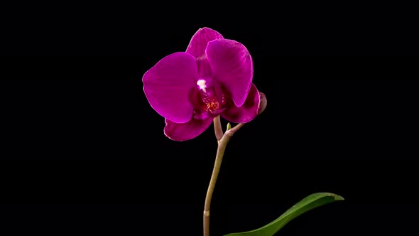 Blooming Purple Orchid Phalaenopsis Flower