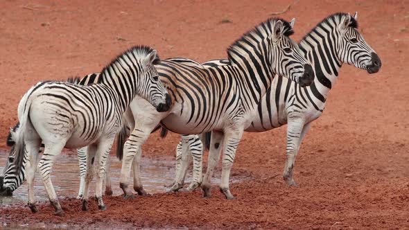 Plains Zebras At A Waterhole - Mokala National Park