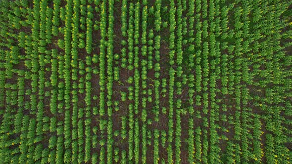 4K Flying over a field with sunflowers. A field with sunflowers. View from a drone