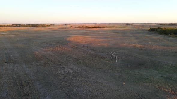 Aerial view of pronghorn antelope herd being chased from above during sunset in Alberta, Canada.