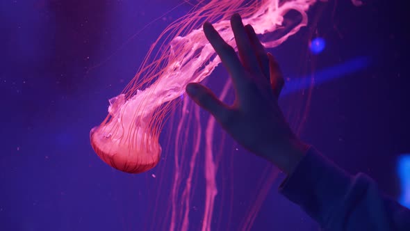 Hand touching aquarium with red jellyfish (Chrysaora Pacifica). Japanese sea nettle