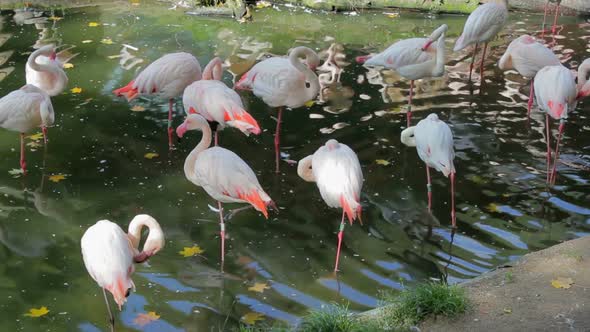 Beautiful American Flamingos (Phoenicopterus roseus)