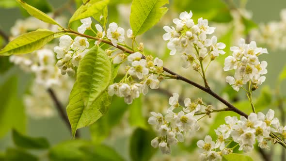 White Flowers of Bird Cherry Tree (Prunus Padus) Blooming Fast in Spring