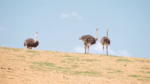 Three Ostrich Standing On The Hill Against The Blue Sky In Anseong Farmland. - wide