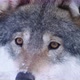 Close-up of Beautiful Wolf Eyes in the Wild - VideoHive Item for Sale