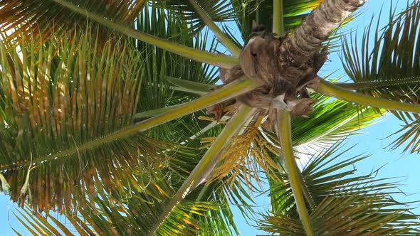 Top of Coconut Palm Trees with Blue Sky Background