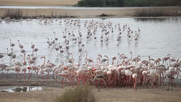 Colony of Greater Flamingos at Al Wathba Wetland Reserve Abu Dhabi UAE