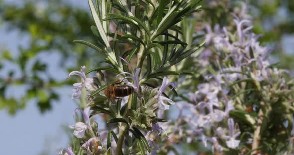 |European Honey Bee, apis mellifera, Bee foraging a Rosemary Flower, Pollination Act, Normandy