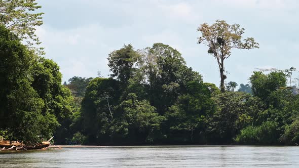 Costa Rica Rainforest Trees Scenery Seen on River Banks while Moving Along and Traveling on a Touris