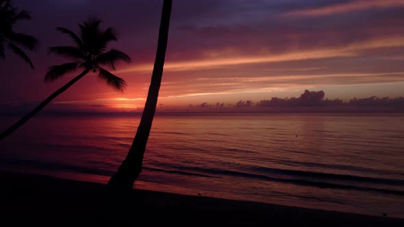 Sunset shot through palm trees