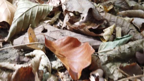 fallen dry autumn leaves in the forest in a autumn day