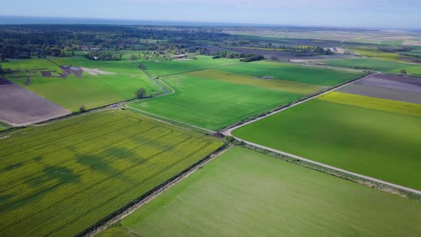 Aerial flyover blooming rapeseed (Brassica Napus) field, flying over yellow canola flowers, idyllic