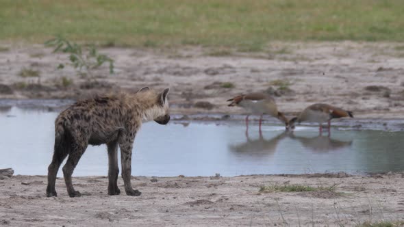 Spotted hyena standing near a pond