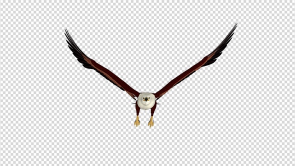 Brahminy Kite - 4K Flying Loop - Front View