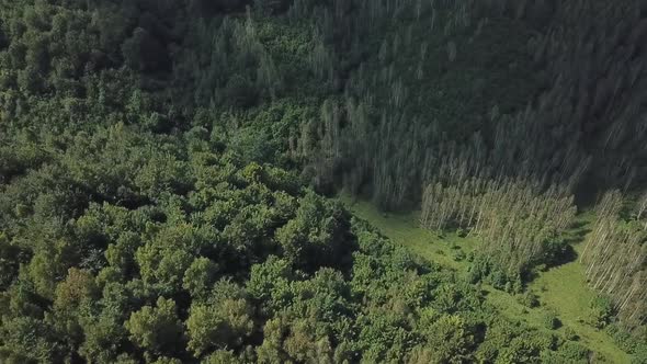 Forest Aerial View V2