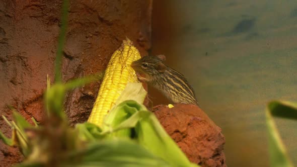 Zebra striped mouse closeup eating corn